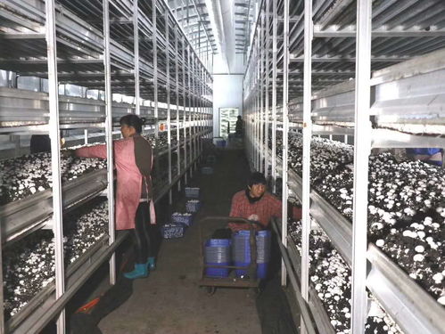朵朵菌花綻笑顏 山西省科技廳幫扶汾西縣發展食用菌產業成為脫貧致富新途徑